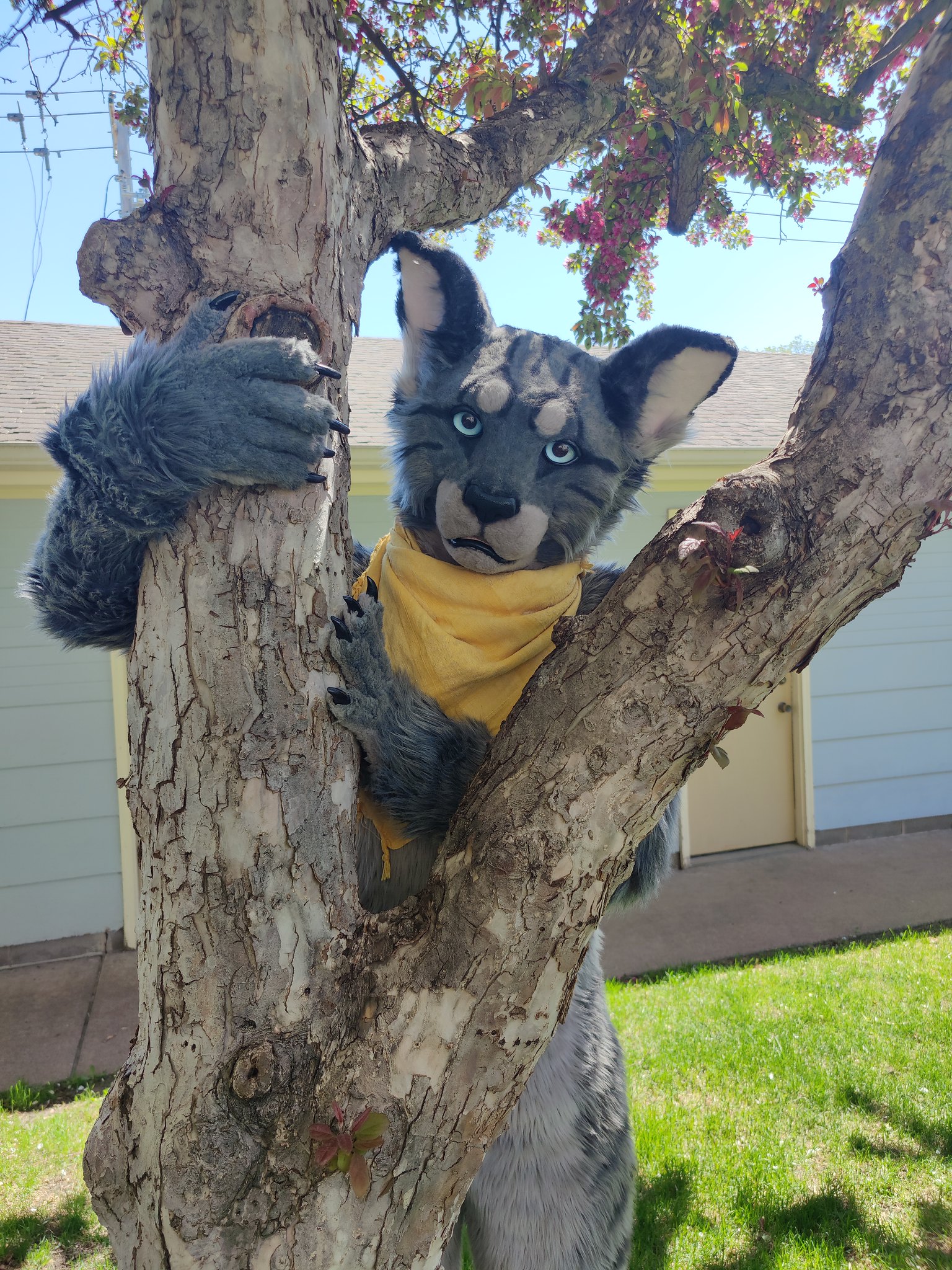 A fursuit of Patches, a grey feline with stripes and blue eyes, standing behind a fork in a crab apple tree's truck.